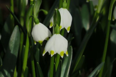 Close-up of white flowering plants