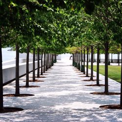 Road along trees