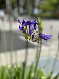 Close-up of purple flowering plant