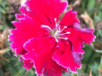 Close-up of wet red hibiscus blooming outdoors