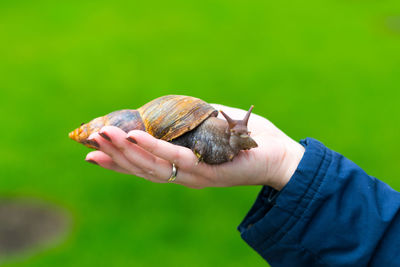 Cropped hand of woman holding snail