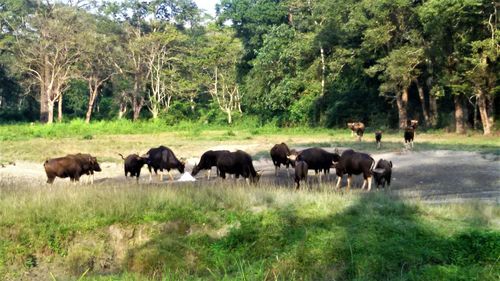 Horses in a field