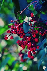 Close-up of berries on tree