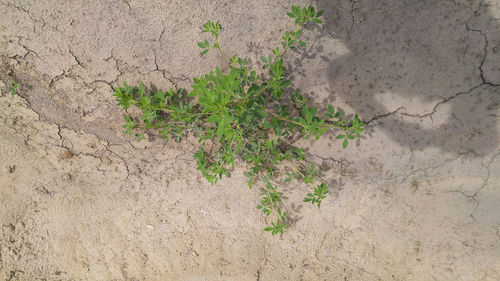 Plants growing in a garden