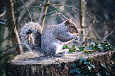 Close-up of squirrel eating outdoors