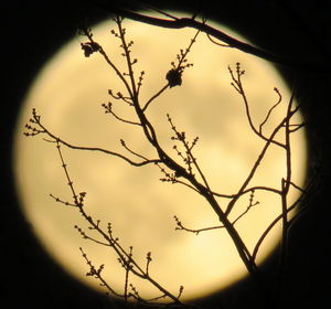 Close-up of silhouette branches against sky