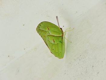 High angle view of insect on leaf against wall