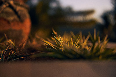 Close-up of plants growing on field