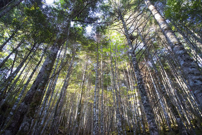 Low angle view of bamboo trees in forest