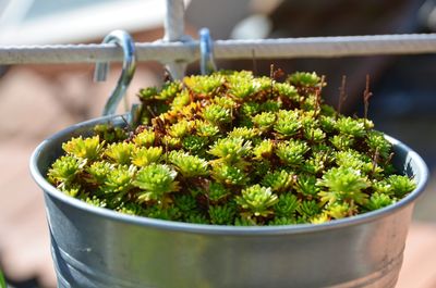 Close-up of potted plant