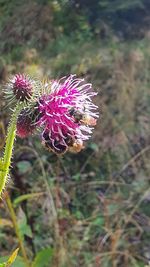 Close-up of wilted thistle on field