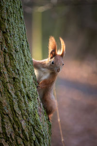 The squirrel in the park on the warta river, at the end of autumn.