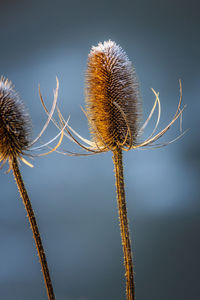 Close-up of wilted plant