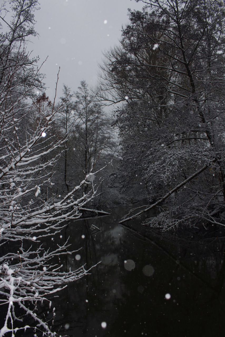 tree, nature, branch, no people, forest, winter, day, bare tree, outdoors, snow, beauty in nature, water, sky, bleak