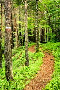 Trees in forest