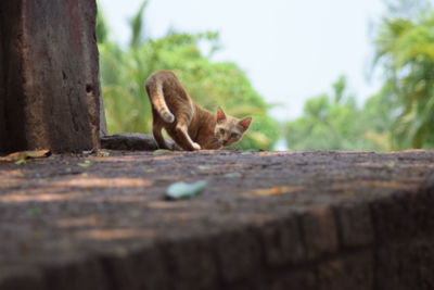 Close-up of squirrel on tree