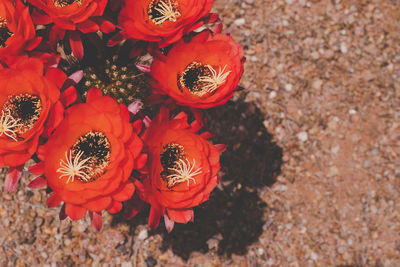 High angle view of red flowering plant on land