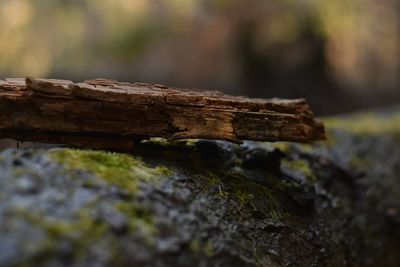 Close-up of log on tree stump