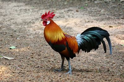 View of a bird on field