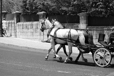Horse cart on street in city