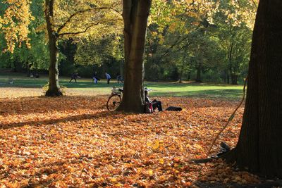 Trees in park during autumn