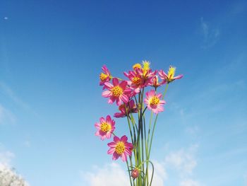 Low angle view of flowering plant against blue sky