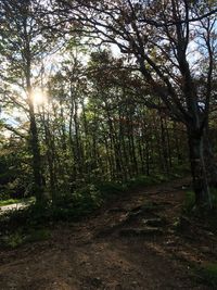 Trees in forest against sky