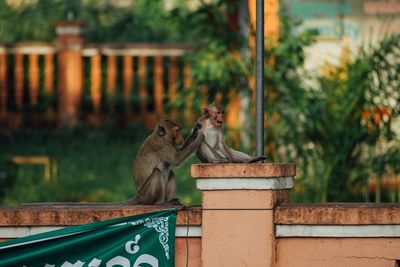 Monkey sitting on retaining wall