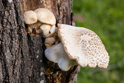 Close-up of mushroom on tree trunk