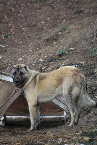 Portrait of a dog standing on field