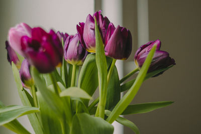 A close up photo of a  bouquet of violet tulips in a vase