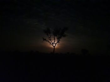 Silhouette bare tree against sky at night