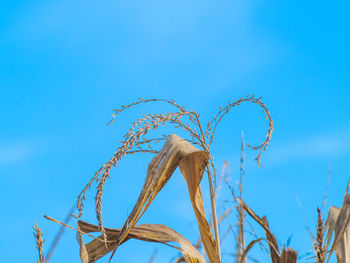 Low angle view of wheat against blue sky