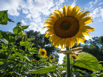 Low angle view of sunflower