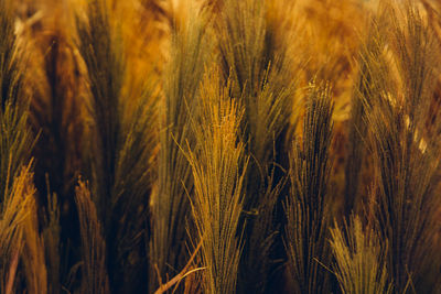 Close-up of stalks in field