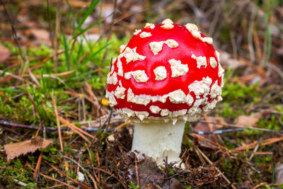 Close-up of fly agaric mushroom on field