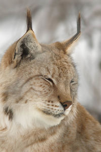 Close-up of lynx