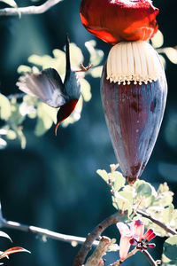 Close-up of bird perching on plant