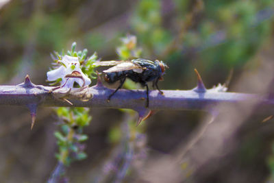 Close-up of insect on flower