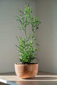 Terracotta flower pot with succulent hatiora salicornioides standing on the table at home. sunlight.