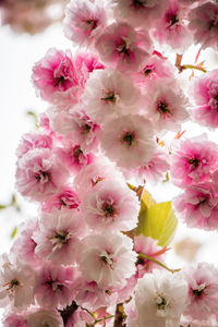 Close-up of pink cherry blossoms