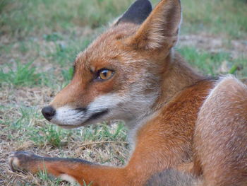 Fox who has chosen to live on a farm in central italy