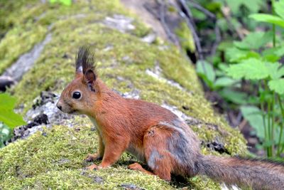 Close-up of squirrel on rock