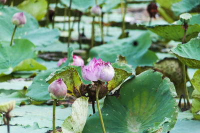 Close-up of lotus water lily in pond