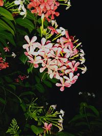 Close-up of flowering plant