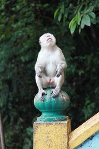 Close-up of monkey on wooden post