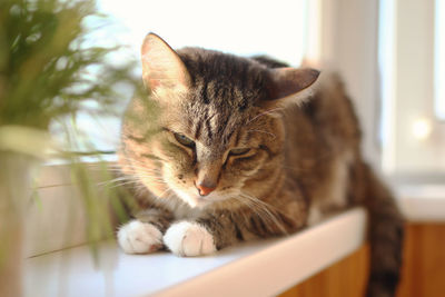 Adorable  tabby cat with green eyes is resting at the morning on windowsill near to pot plant.