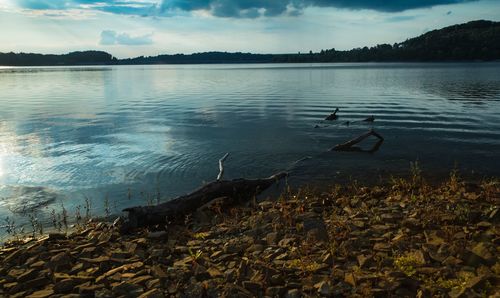 Swans swimming in lake against sky