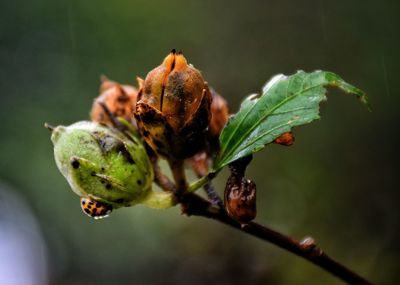 Close-up of insect on plant