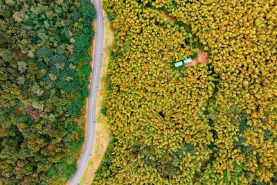 High angle view of yellow flowers on field